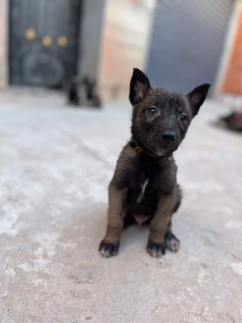 Magnifiques chiots Malinois pure race  parents avec papiers