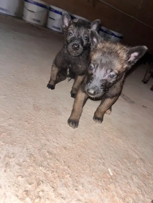 Magnifiques chiots Malinois pure race  parents avec papiers
