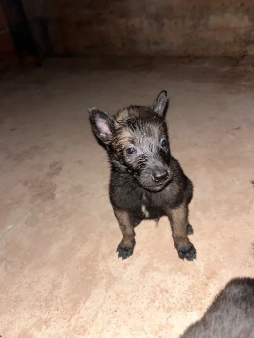 Magnifiques chiots Malinois pure race  parents avec papiers