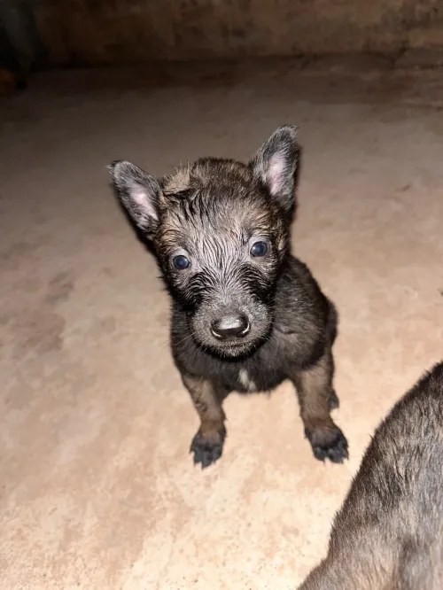 Magnifiques chiots Malinois pure race  parents avec papiers