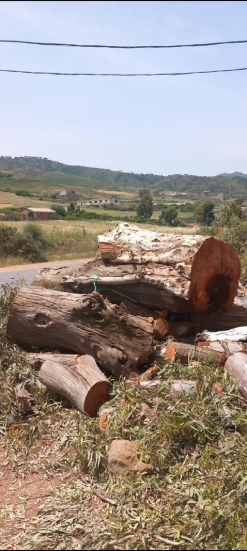 Abattage et élagage des arbres et espaces verts 