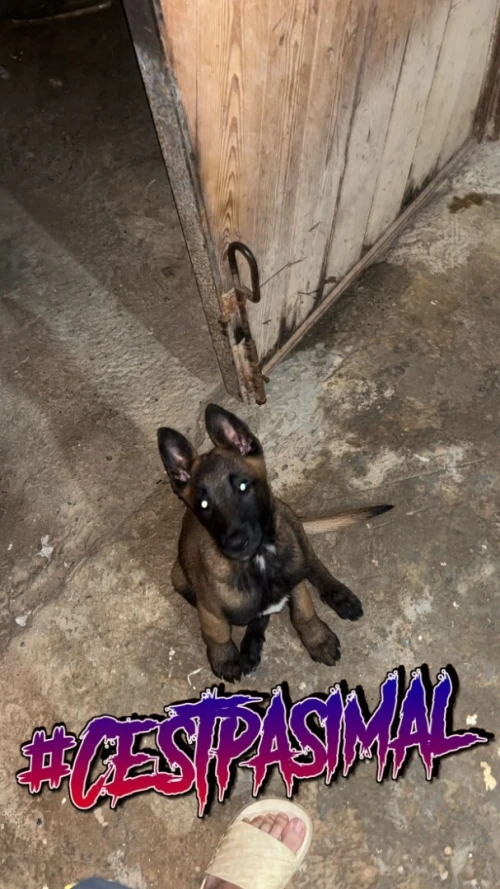 Chien malinois charbonnier 