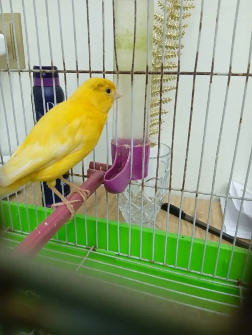 Canari كناري
