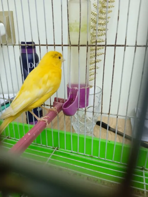 Canari كناري