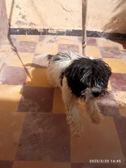 Chienne caniche tchi tzu