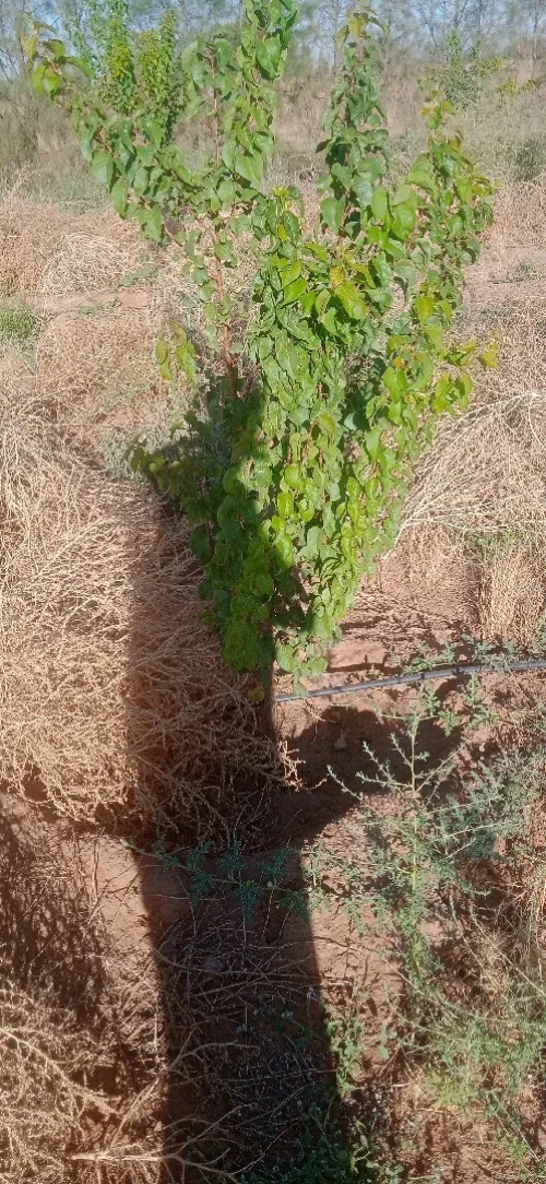 Vente Terrain Agricole Djelfa Had sahary