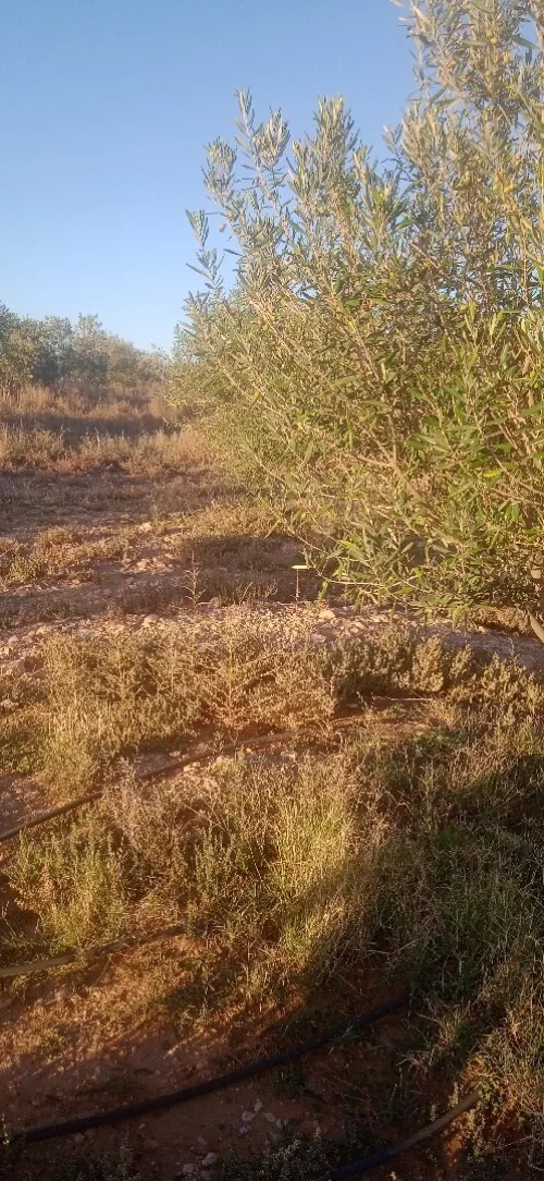 Vente Terrain Agricole Djelfa Benhar