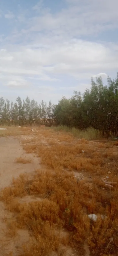 Vente Terrain Agricole Djelfa Benhar