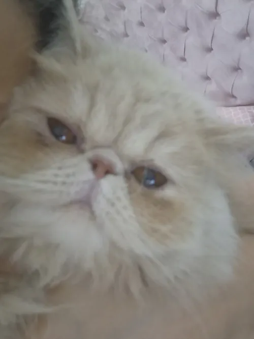 Chat peaky face femelle 1 an et 3 mois
