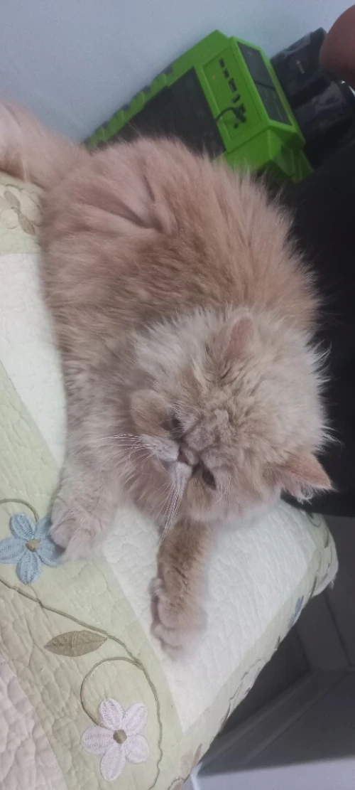 Chat peaky face femelle 1 an et 3 mois