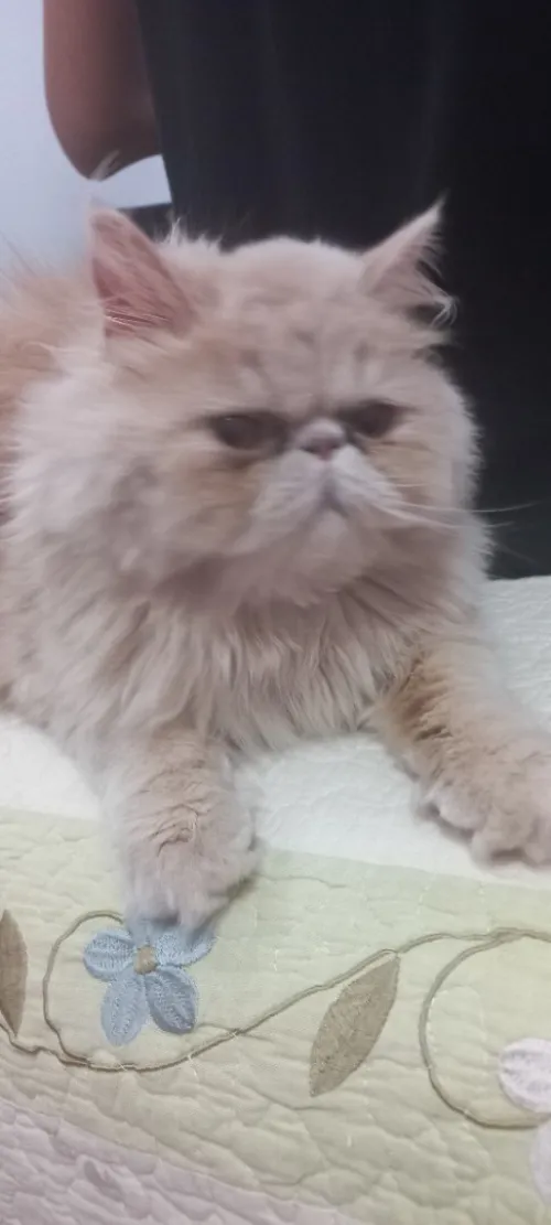 Chat peaky face femelle 1 an et 3 mois