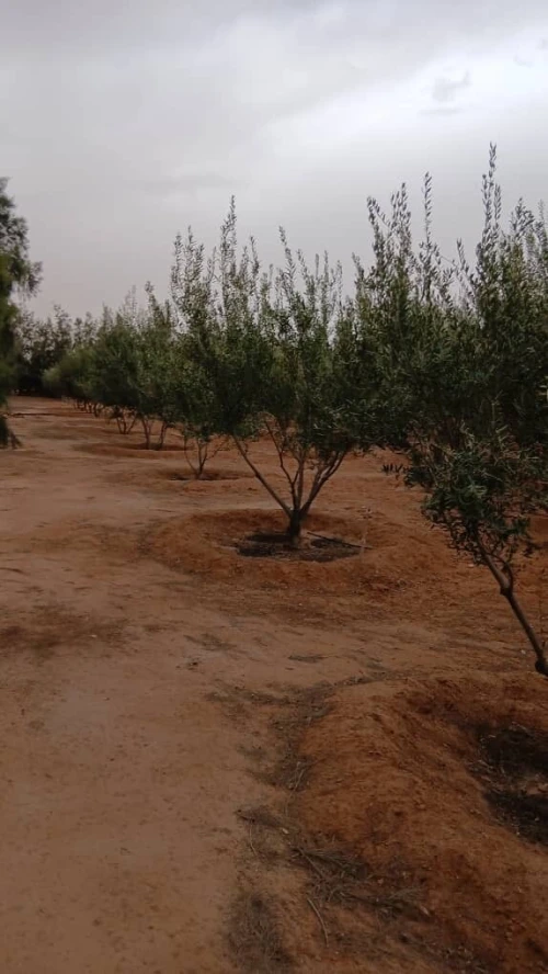 Vente Terrain Agricole Biskra Oumache
