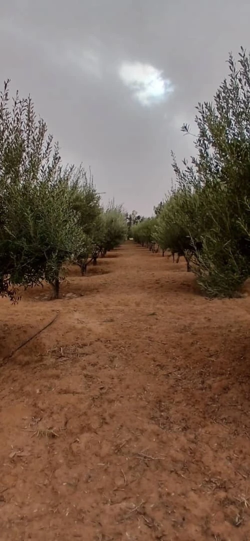Vente Terrain Agricole Biskra Oumache