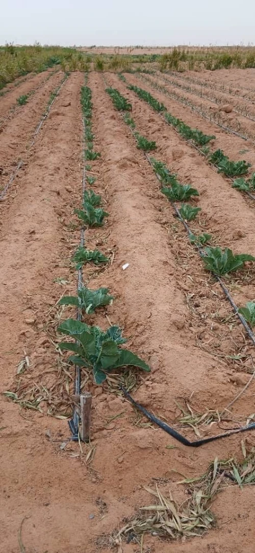 Vente Terrain Agricole Biskra Oumache