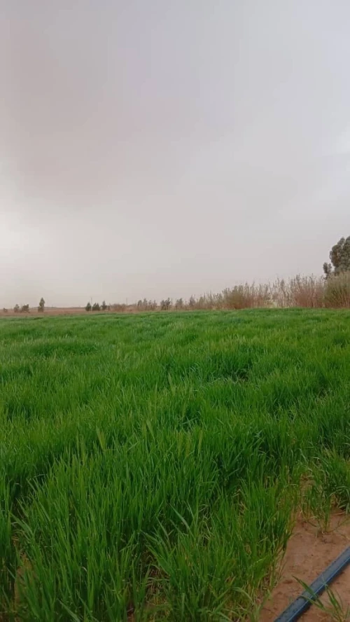 Vente Terrain Agricole Biskra Oumache