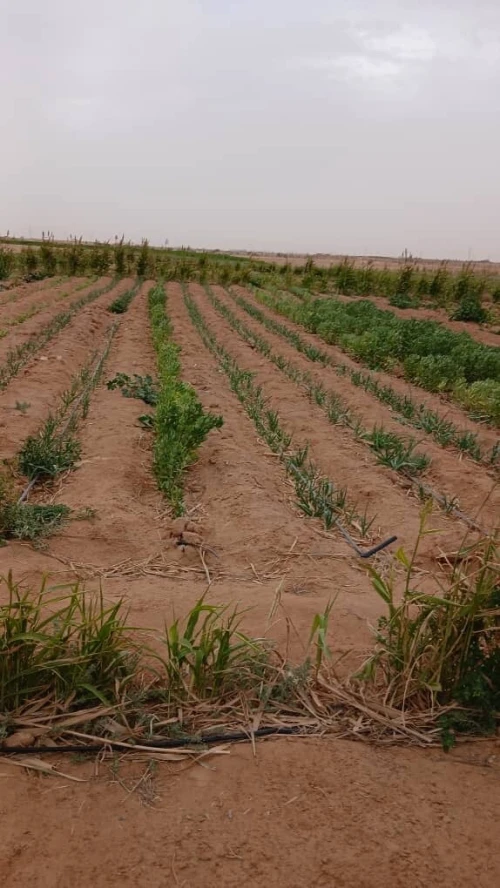 Vente Terrain Agricole Biskra Oumache
