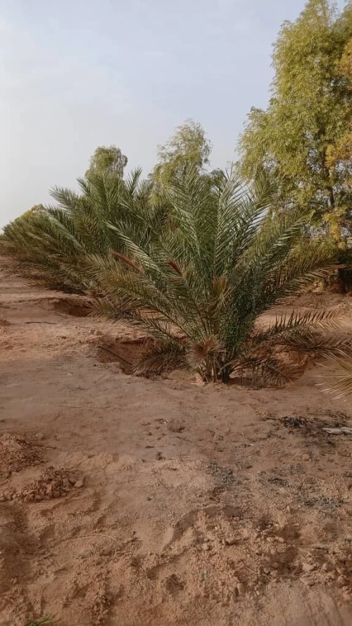 Vente Terrain Agricole Biskra Oumache
