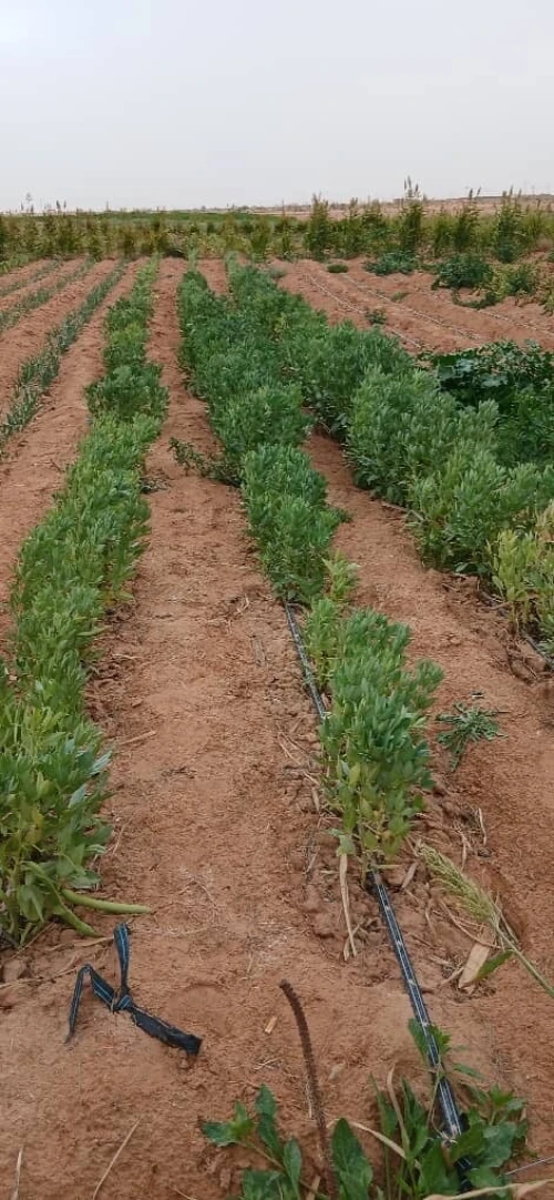 Vente Terrain Agricole Biskra Oumache
