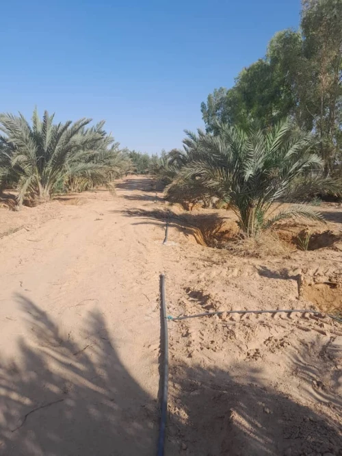 Vente Terrain Agricole Biskra Oumache