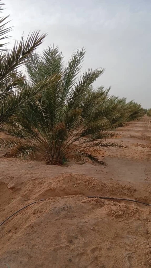 Vente Terrain Agricole Biskra Oumache