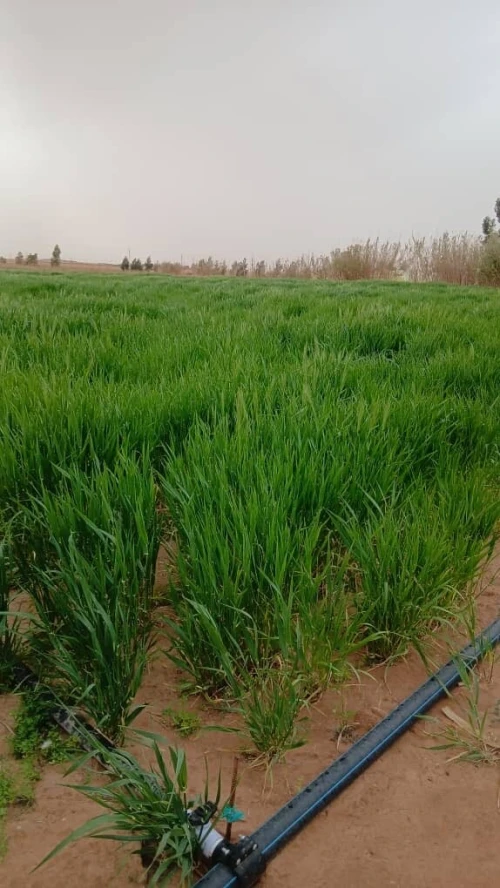 Vente Terrain Agricole Biskra Oumache