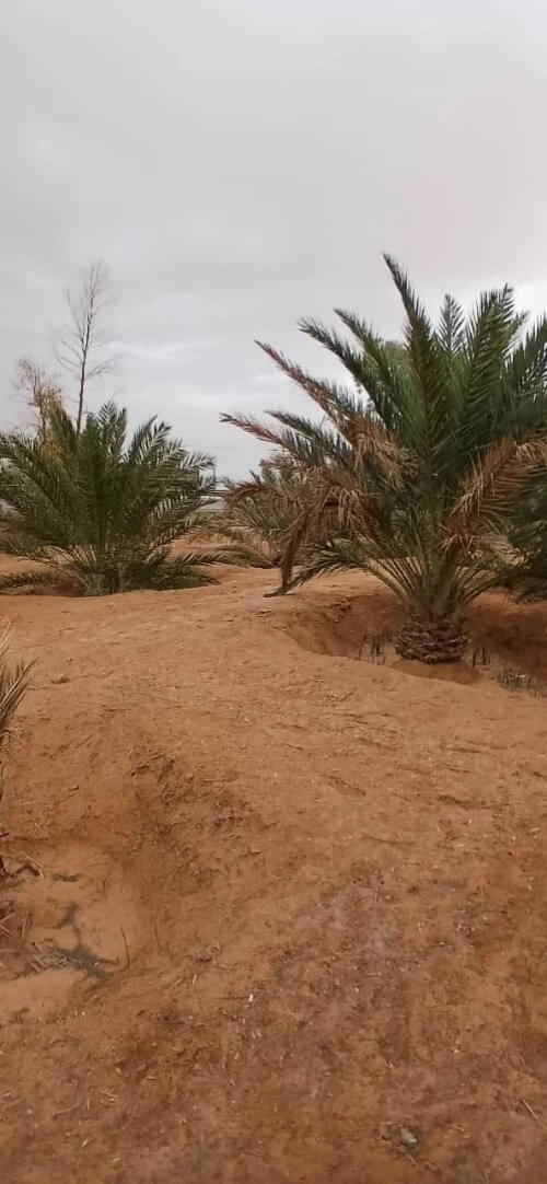 Vente Terrain Agricole Biskra Oumache
