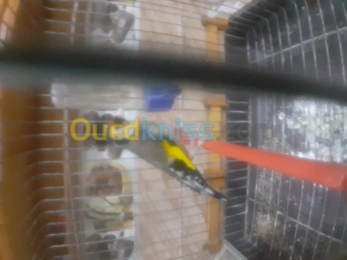 Chardonneret coupleur مقنين كوبلور