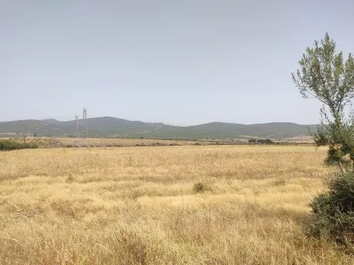 Vente Terrain Agricole El Tarf Chefia