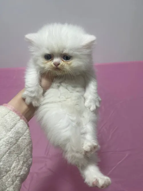 Chat persan moon face