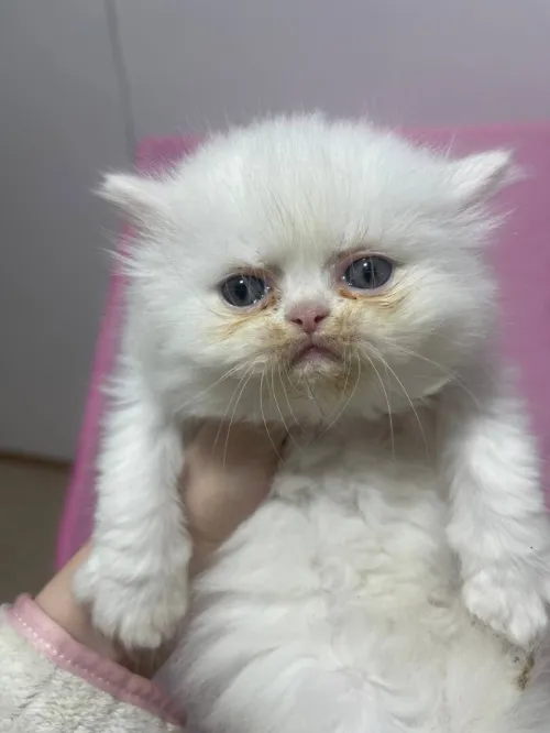 Chat persan moon face