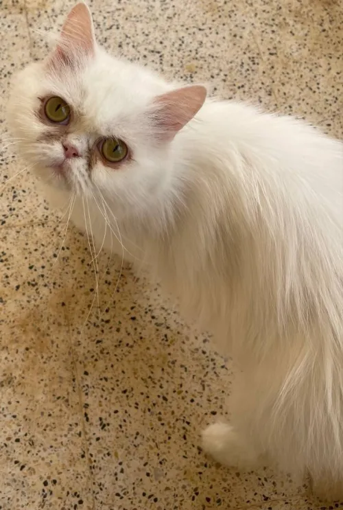 Chat persan moon face