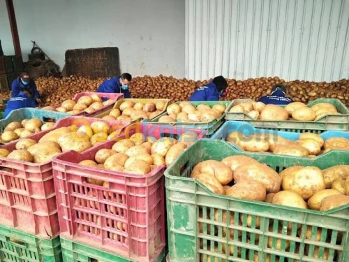 Pomme de terre  بطاطا 