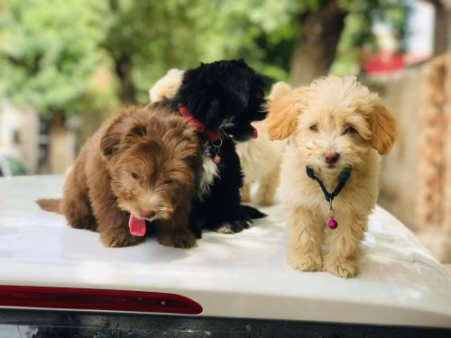 vente de caniche bichelon nain de deux mois