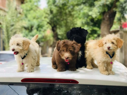 vente de caniche bichelon nain de deux mois