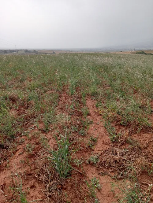 Vente Terrain Agricole Aïn Defla Djendel