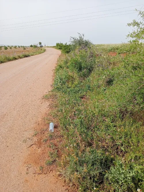 Vente Terrain Agricole Aïn Defla Djendel