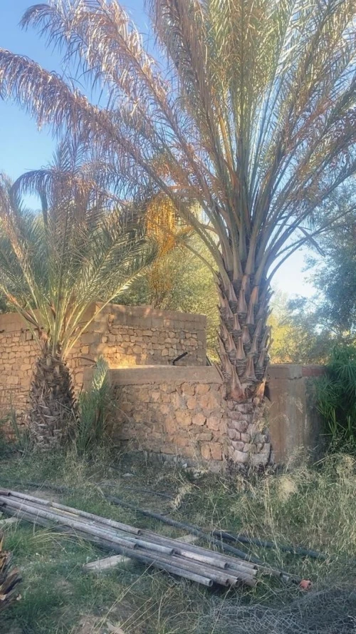 Vente Terrain Agricole Laghouat Laghouat