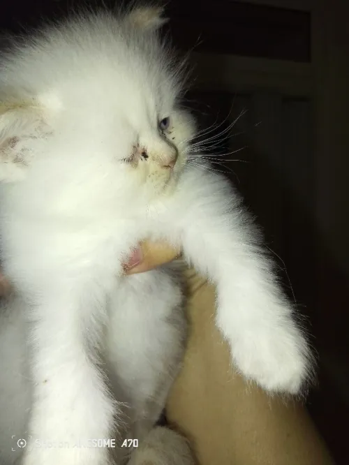 Vend chatons persans