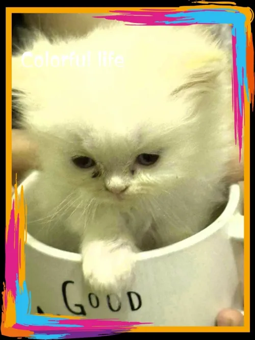 Chat persan chinchilla