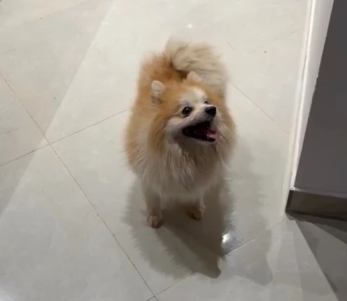 Magnifique Spitz Nain (Pomeranian)