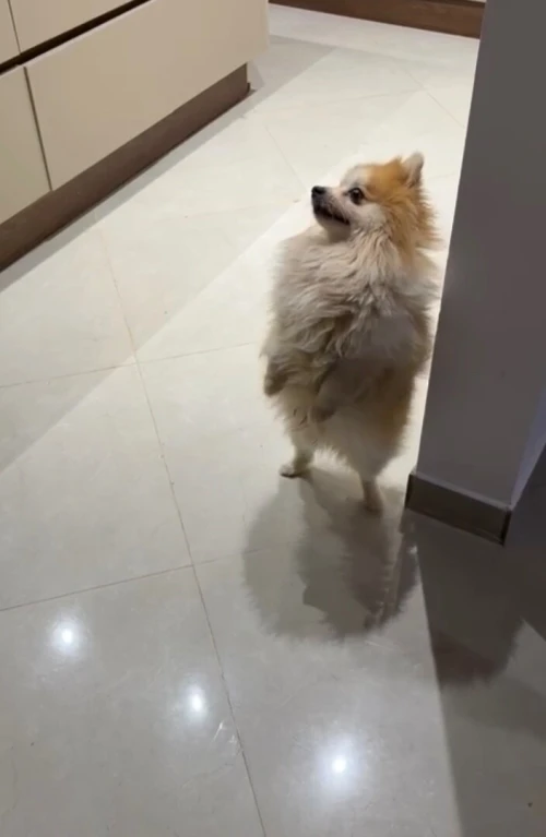 Magnifique Spitz Nain (Pomeranian)