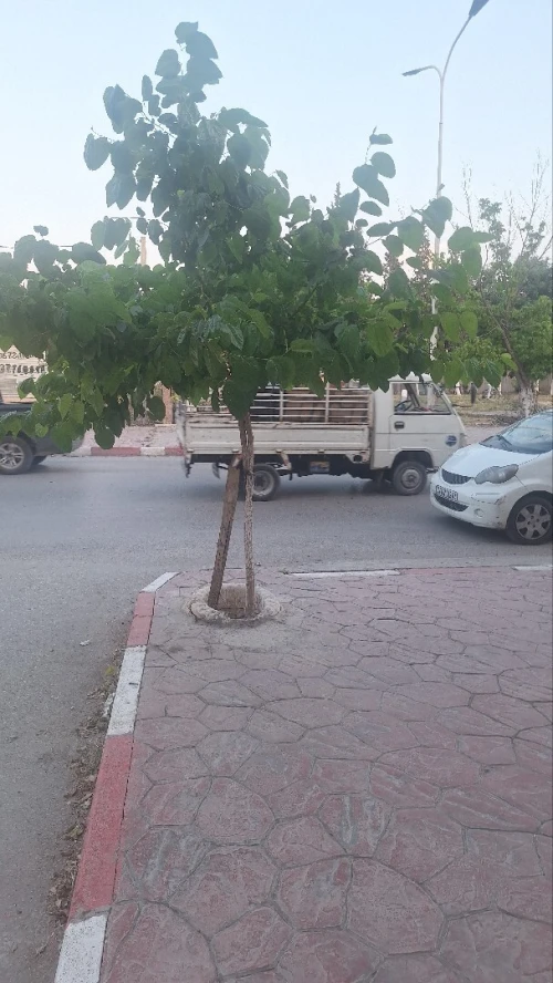 Vente Terrain Batna Batna