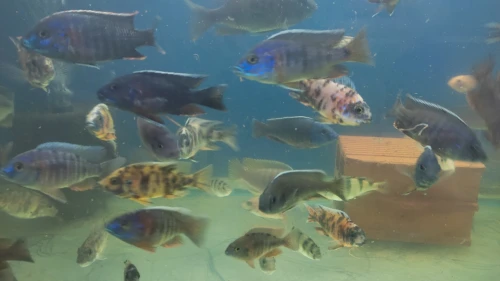 Vente poisson cichlide en gros 