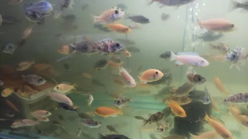 Vente poisson cichlide en gros 