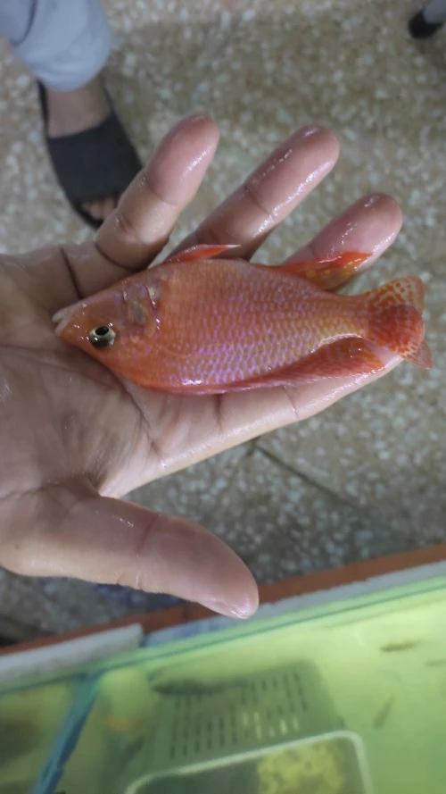 Vente poisson cichlide en gros 