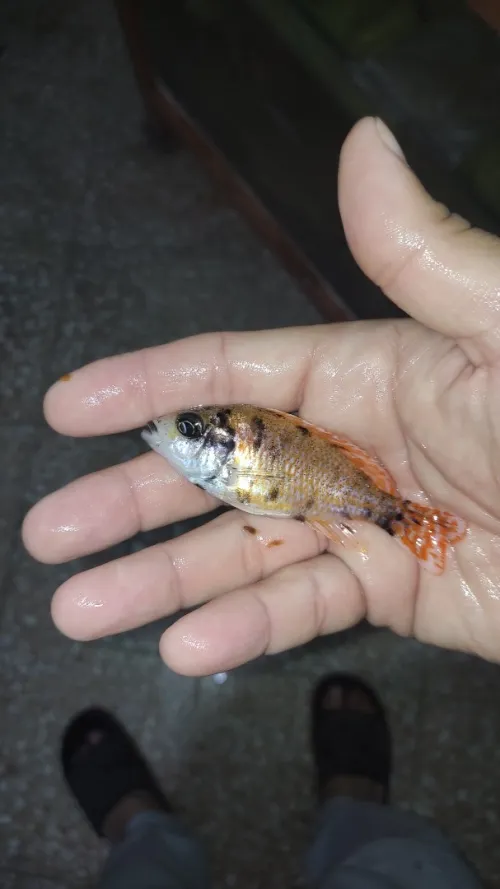 Vente poisson cichlide en gros 