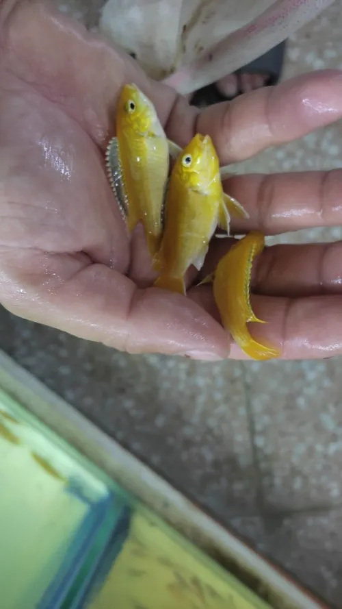 Vente poisson cichlide en gros 