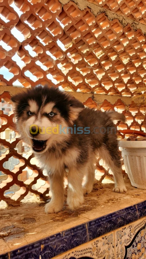 Husky chiot