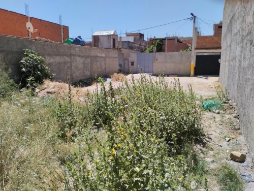 Vente Terrain Blida Boufarik