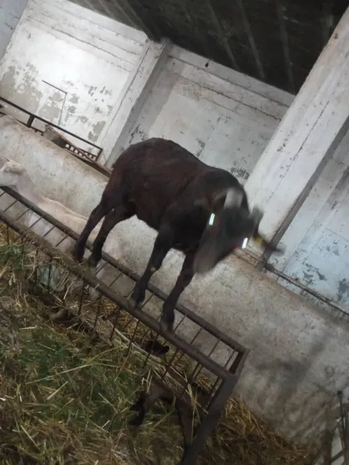 Bouc